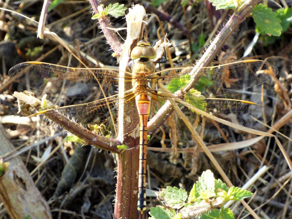 Anax ephippiger